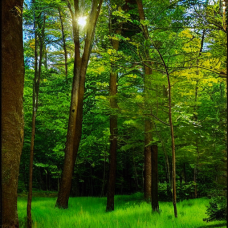 Endos nächtliche Waldabenteuer[ 5 min]