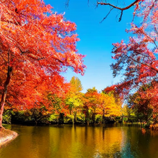 Nino und Neila im Zauberwald[ 6 min]